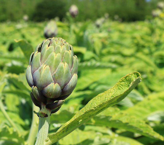 Artichoke Haifa Group